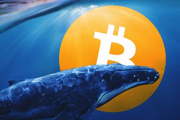 whaler bitcoin 